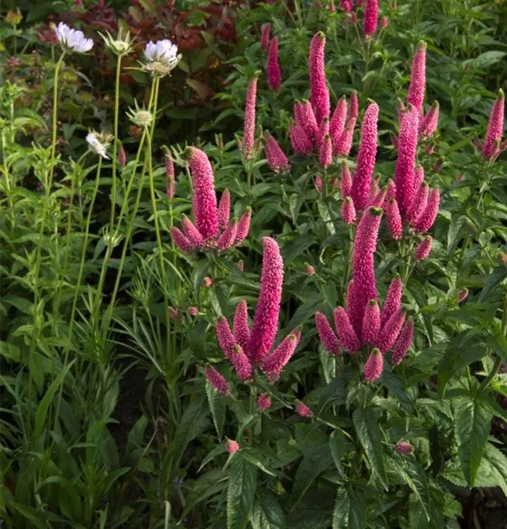 Veronica longifolia 'First Kiss'