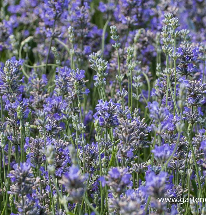 Provence-Lavendel