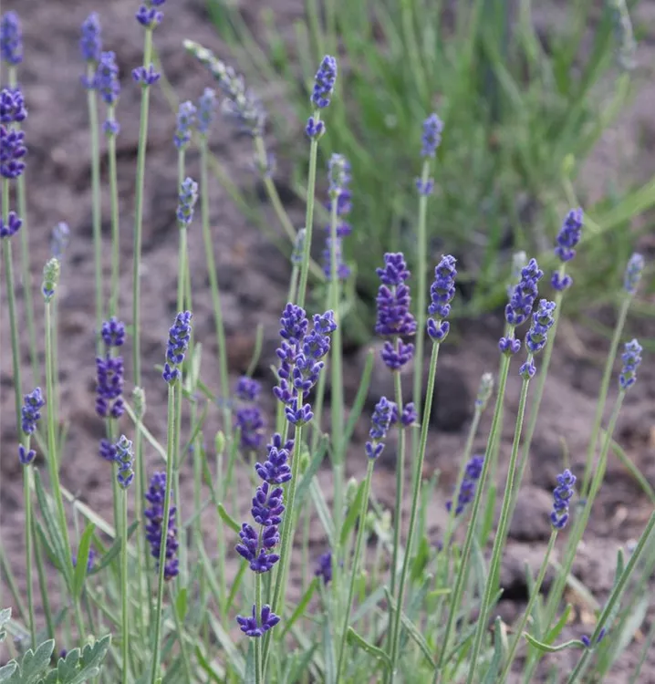 Lavendel