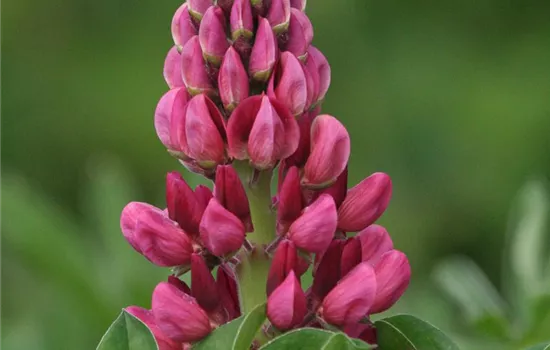 Lupine 'Camelot Red'®