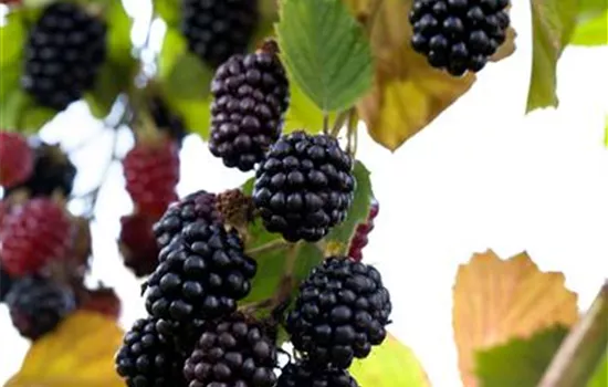 Rubus frut.'Loch Tay' CAC