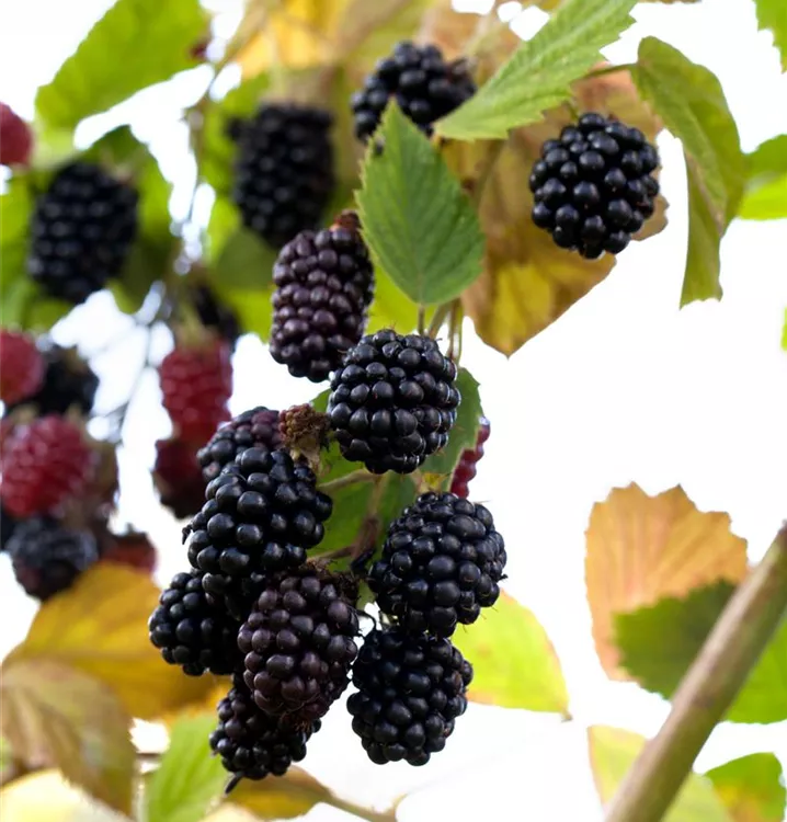 Brombeere 'Loch Tay'