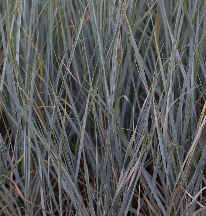 Elymus magellanicus