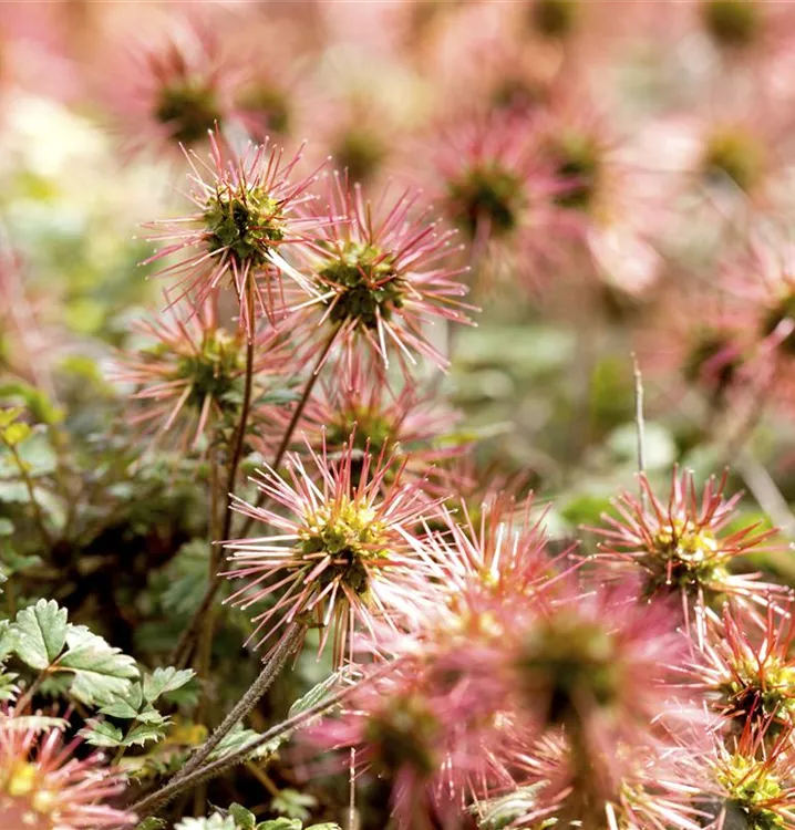 Acaena magellanica