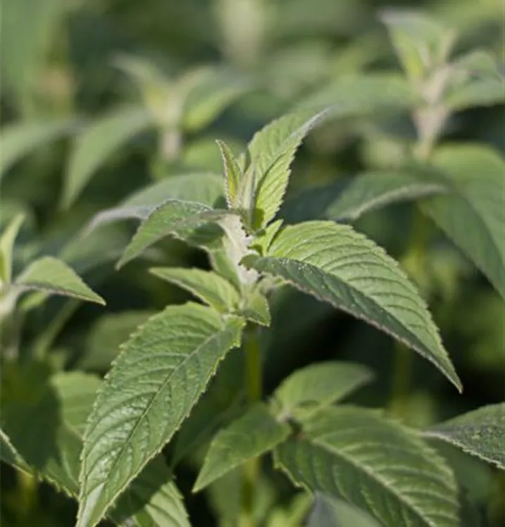 Monarda fistulosa var. menthifolia