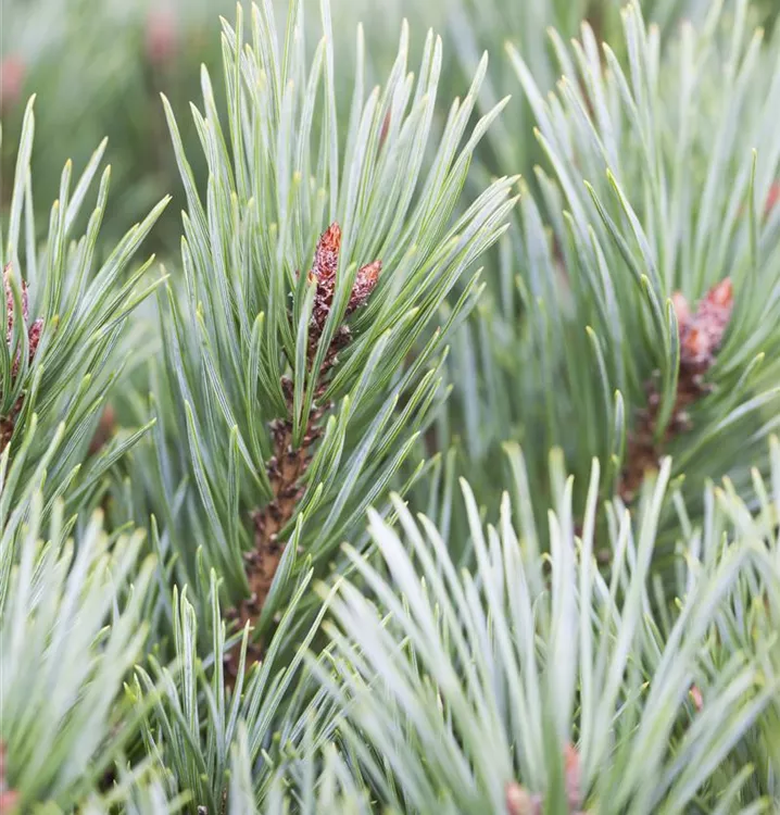 Pinus flexilis 'Vanderwolfs Pyramid'