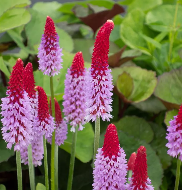 Primula vialii 'Red Hot Poker'