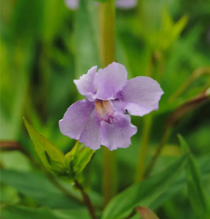 Mimulus ringens