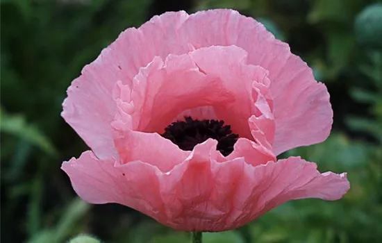 Orientalischer Garten-Mohn 'Helen Elizabeth'