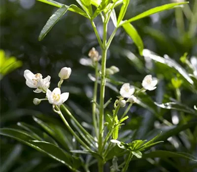 Orangenblume 'Brica'