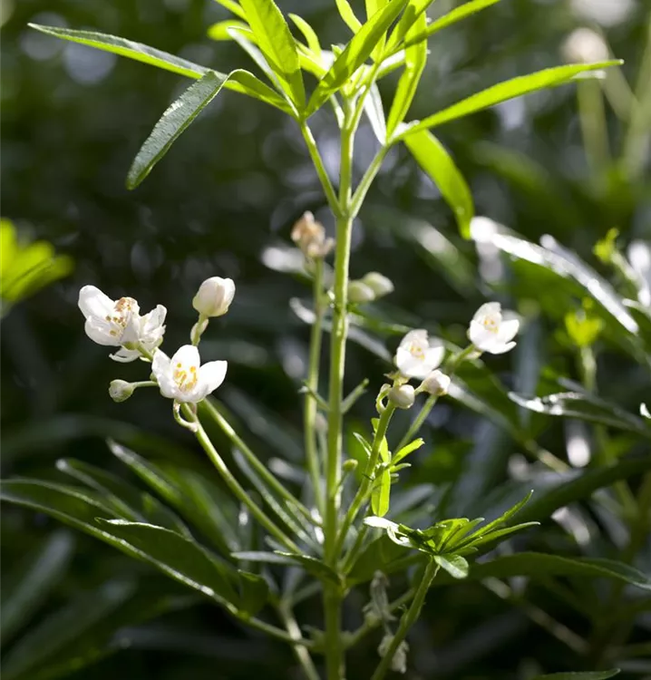 Choisya ternata 'Brica'