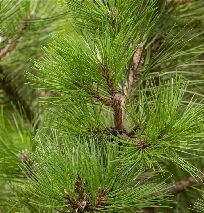 Pinus nigra ssp. nigra