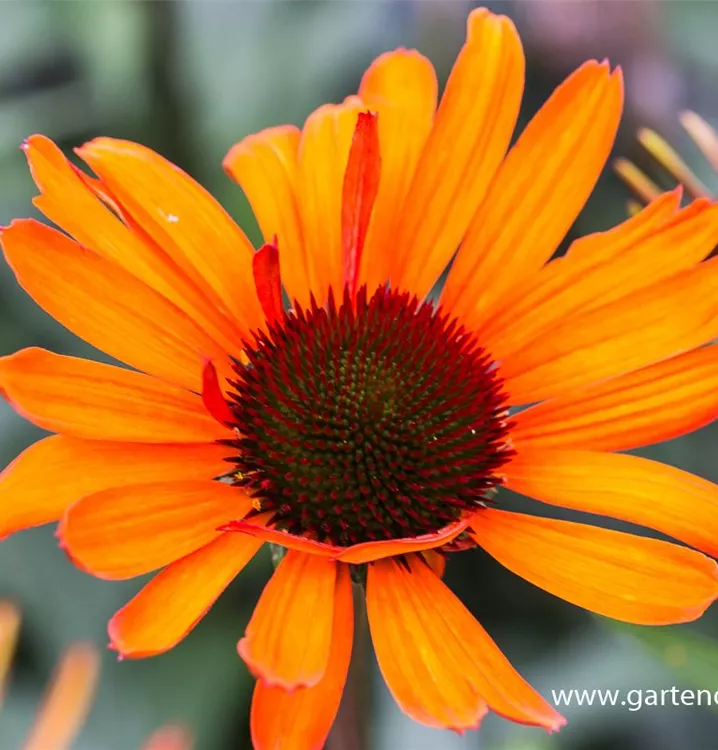 Echinacea purpurea 'Tiki Torch'®