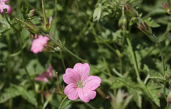 Oxford-Garten-Storchschnabel 'Wargrave Pink'