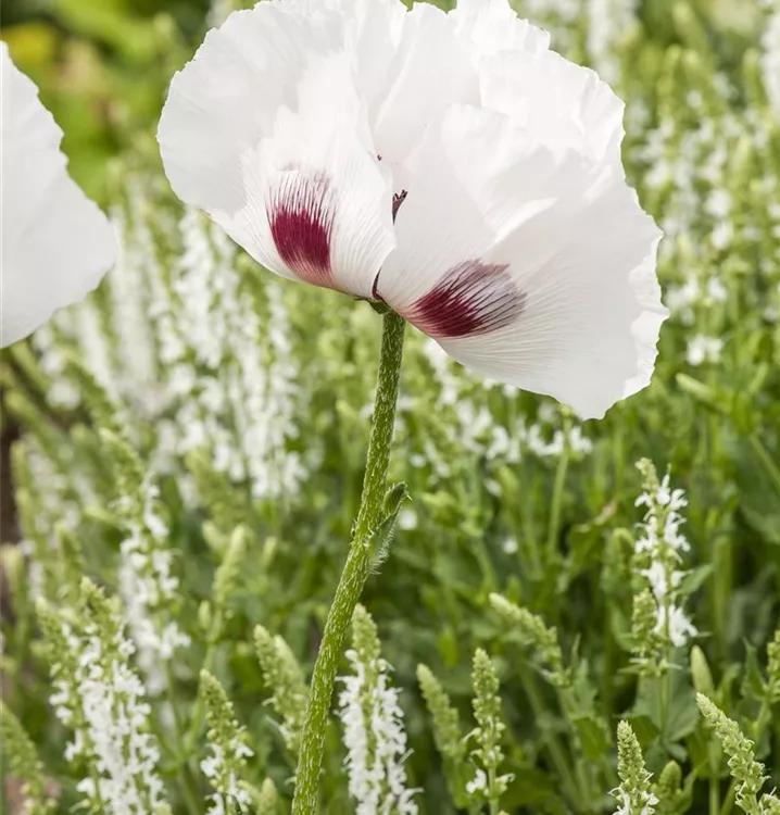 Papaver orientale 'Checkers'