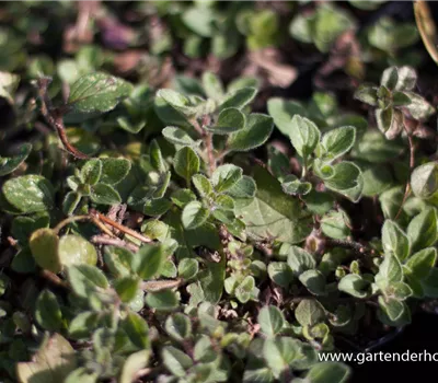 Origanum vulgare ssp.hirtum