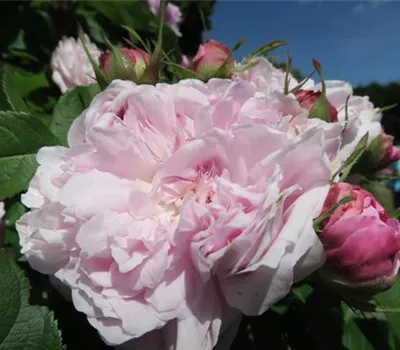 Parkrose 'Jacques Cartier'