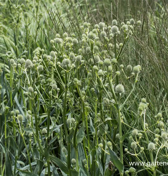 Eryngium yuccifolium