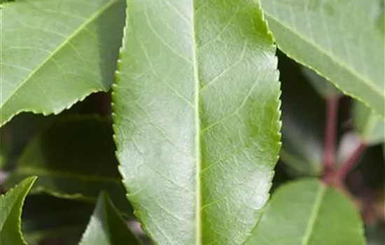 Portugisische Lorbeerkirsche 'Angustifolia' - Hecke