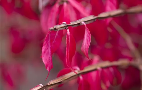 Euonymus alatus