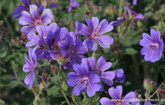 Prächtiger Garten-Storchschnabel 'Rosemoor'