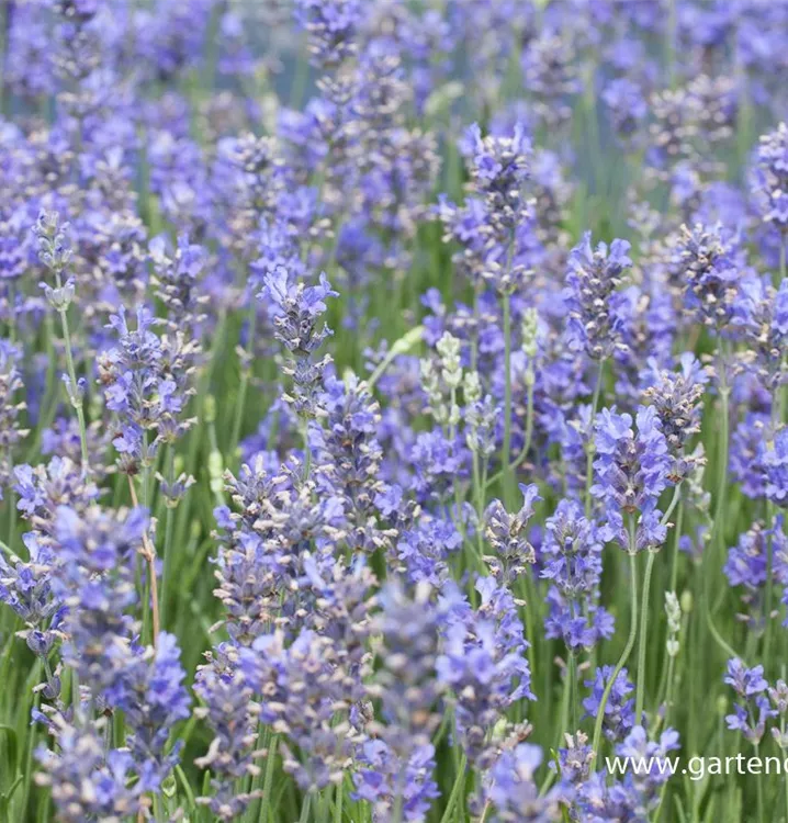 Lavandula x intermedia 'Bowles Variety'