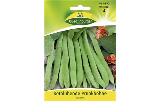 Prunkbohnensamen 'Rotblühende'