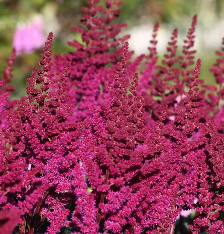 Astilbe chinensis 'Visions in Red'®