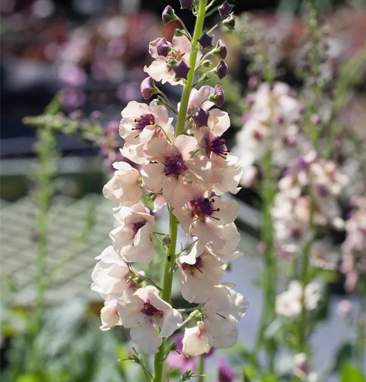 Verbascum phoeniceum