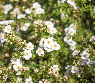 Potentilla fruticosa 'Abbotswood'