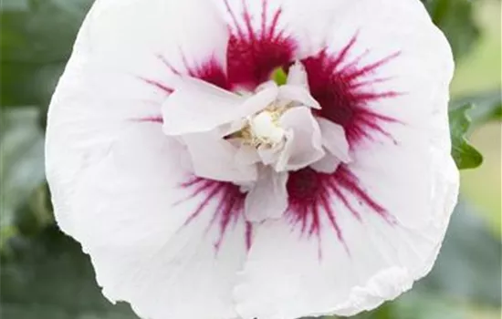 Hibiscus syriacus 'Lady Stanley'