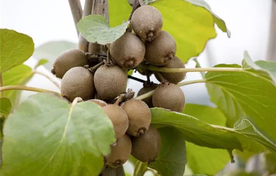 Actinidia chinensis 'Jenny'