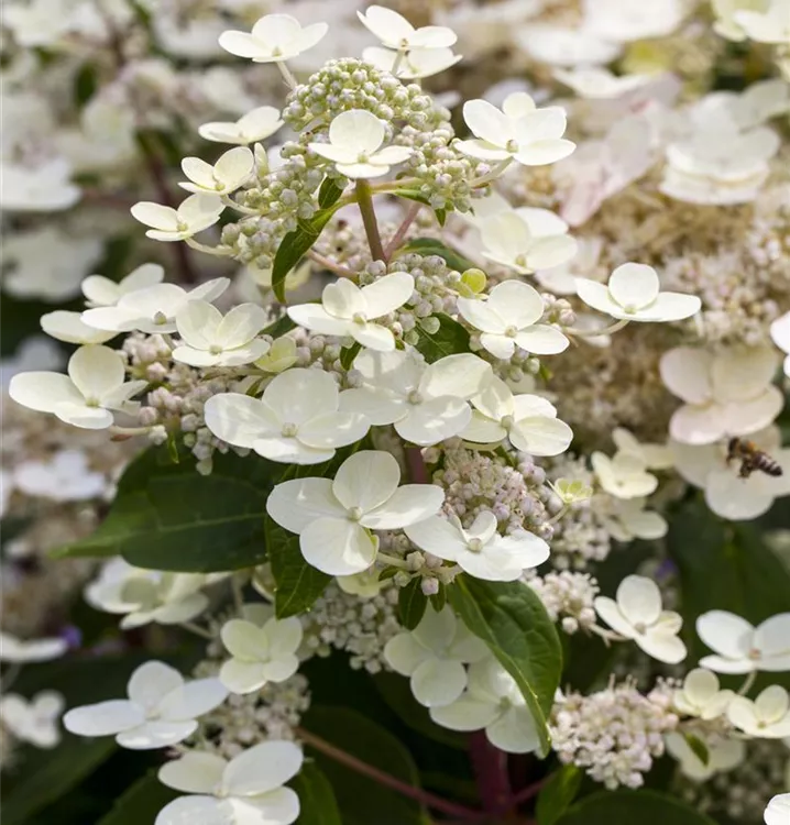 Hydrangea paniculata 'Confetti'