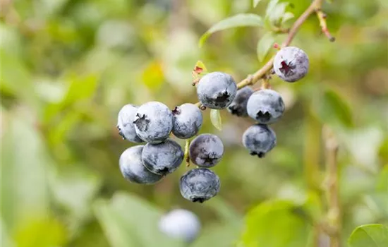 Vaccinium corymb.'Hortblue Petite' -R- CAC