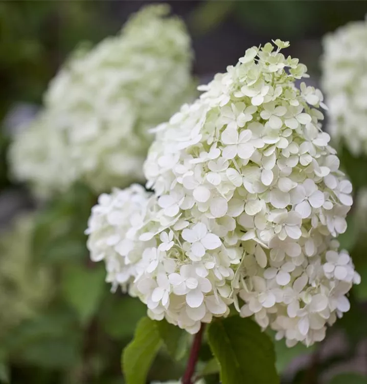 Hydrangea paniculata 'Polar Bear'