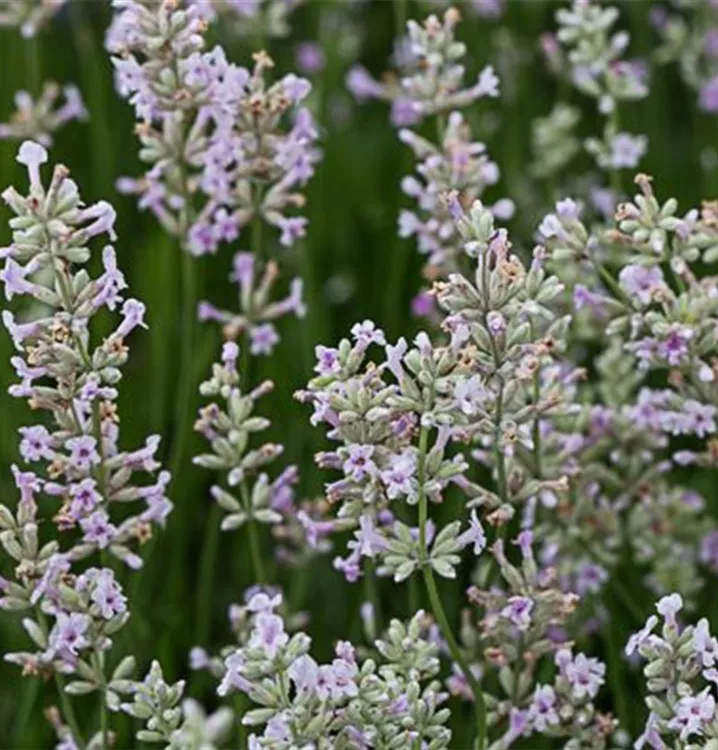 Lavandula angustifolia 'Rosea'