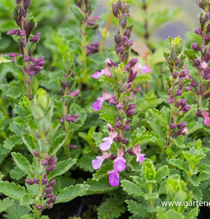 Teucrium chamaedrys