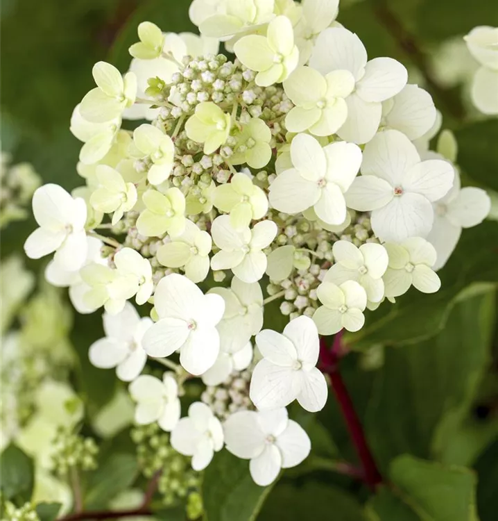 Hydrangea paniculata 'Vanille Fraise'®