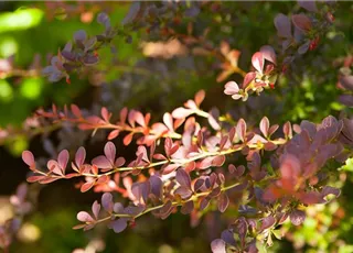 Berberis thunbergii 'Atropurpurea'