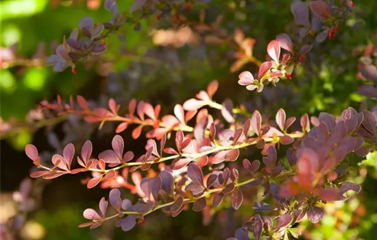 Rote Heckenberberitze 'Atropurpurea'