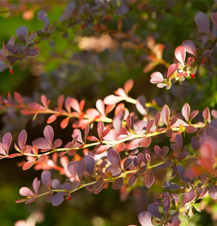 Berberis thunbergii 'Atropurpurea'