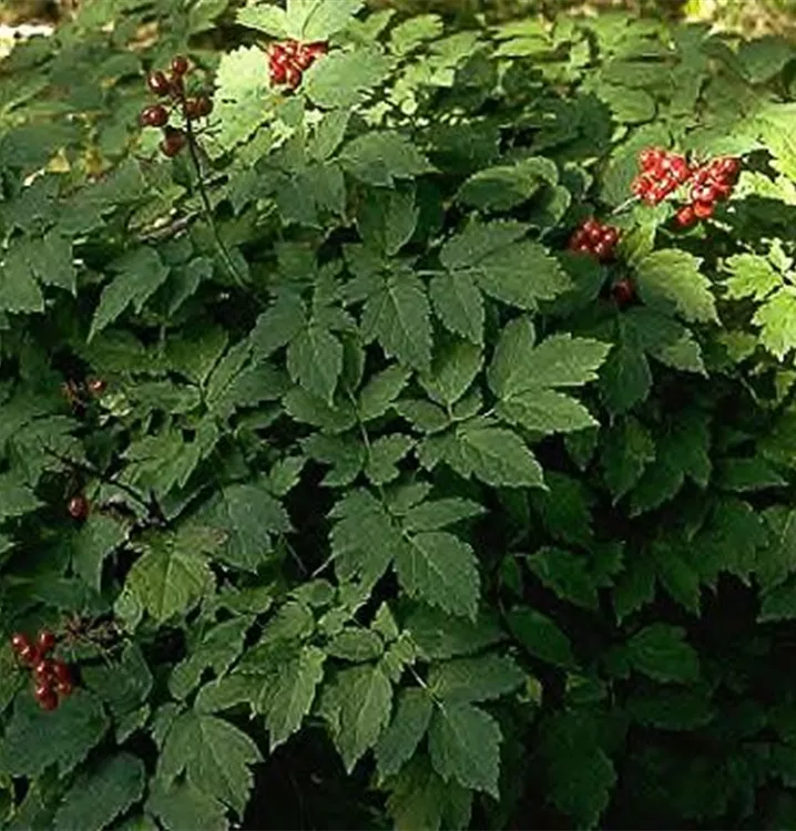 Actaea rubra