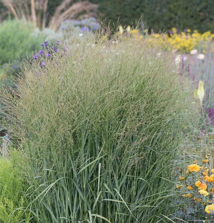 Panicum virgatum 'Buffalo Green' -R-