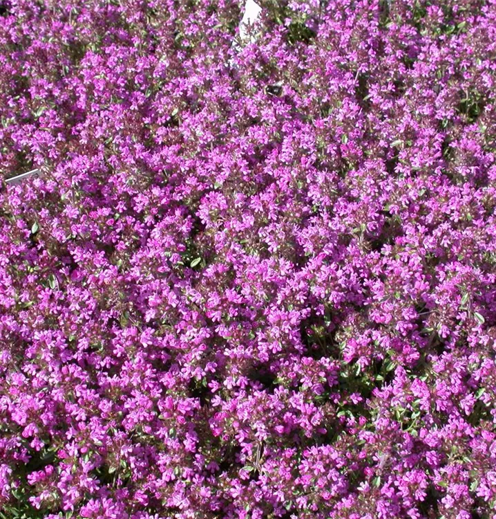 Thymus serpyllum