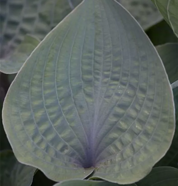 Hosta x cult.'Purple Heart'