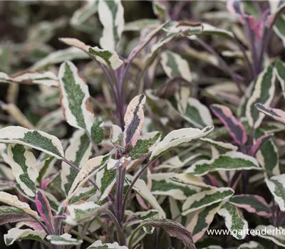 Salvia officinalis 'Tricolor'