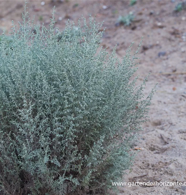 Artemisia maritima