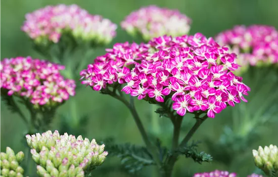 Schafgarbe 'Cerise Queen'