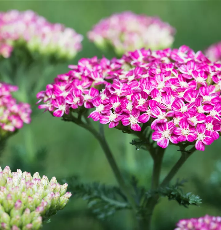 Achillea millefolium 'Cerise Queen'