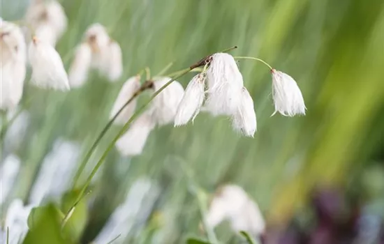 Schmalblättriges Wollgras